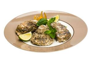 Fresh oyster isolated on white photo