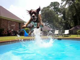 mojado y alegre perro saltando dentro un piscina en un caliente verano día ai generativo foto