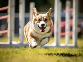 enérgico perro carreras mediante un agilidad curso ai generativo foto