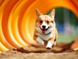 Spirited dog racing through an agility course AI Generative photo