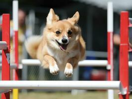 Spirited dog racing through an agility course AI Generative photo