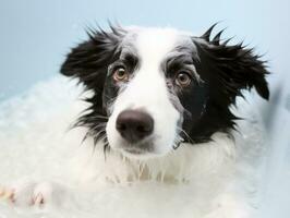 sereno perro disfrutando un masaje a un mascota spa ai generativo foto