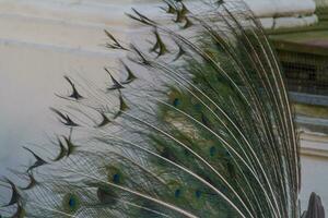 beautiful peacock bird photo