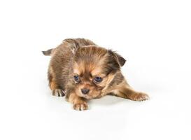 chihuahua puppy isolated on white photo