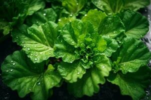 Fresco verde lechuga con agua gotas en vegetal jardín, sano comida concepto, ai generativo foto