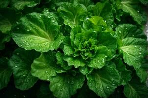 Fresco verde lechuga con agua gotas en vegetal jardín, sano comida concepto, ai generativo foto