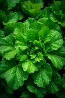 Fresco verde lechuga con agua gotas en vegetal jardín, sano comida concepto, ai generativo foto