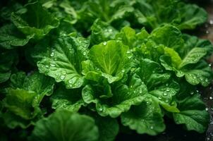 fresh green lettuce with water drops in vegetable garden, healthy food concept, AI Generative photo