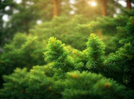 cerca arriba de abeto árbol desayuno tardío con luz de sol Bokeh. superficial enfocar. mullido abeto árbol desayuno tardío cerca arriba. Navidad fondo de pantalla concepto. Copiar espacio. foto