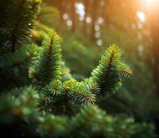 cerca arriba de abeto árbol desayuno tardío con luz de sol Bokeh. superficial enfocar. mullido abeto árbol desayuno tardío cerca arriba. Navidad fondo de pantalla concepto. Copiar espacio. foto