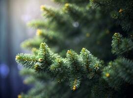 cerca arriba de abeto árbol desayuno tardío con luz de sol Bokeh. superficial enfocar. mullido abeto árbol desayuno tardío cerca arriba. Navidad fondo de pantalla concepto. Copiar espacio. foto