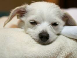 Serene dog enjoying a massage at a pet spa AI Generative photo