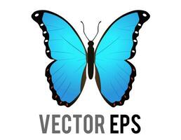 vector isolated beautiful winged insect butterfly icon with blue and black morpho wings outspread