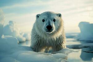 Endearing arctic creature gazes at the camera amid icy surroundings AI Generated photo