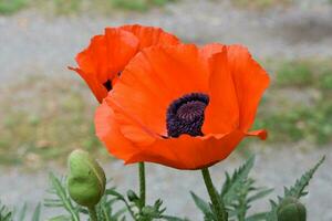 Stunning Orange Oriental Poppies Blooming and Flowering photo