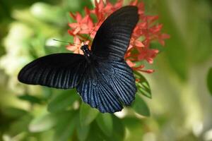 negro mariposa con un amplio envergadura en un jardín foto