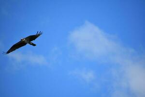 Flying Osprey Bird in Blue Skies with Light Cloud Cover photo