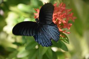 Scales on the Wings of a Black Butterfly photo