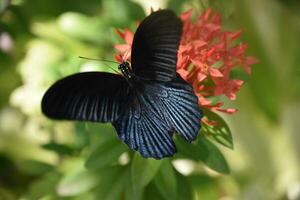 escamas en el alas de un negro mariposa foto