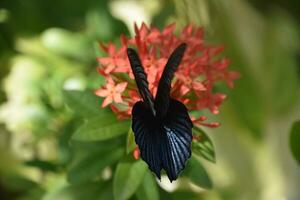 brillante negro alas en un mariposa en un jardín foto