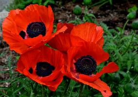 Gorgeous Flowering Oriental Poppies Blooming in the Spring photo