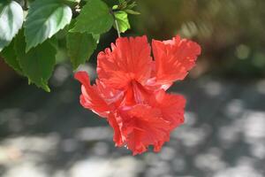 Pretty Red Hibiscus Flower Blooming in Aruba photo