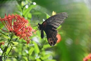 rojo y negro cola de golondrina mariposa en un jardín foto