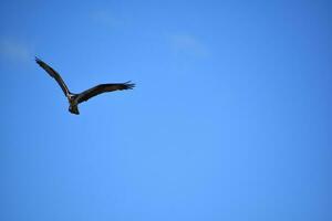 águila pescadora deslizamiento en vuelo en brillante azul cielo foto