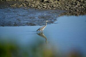 Great Blue Heron Wading in Shallow Waters photo