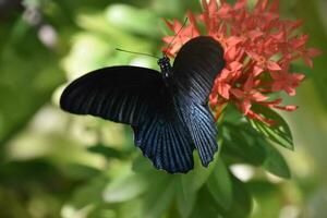 brillante azul negro alas en un mariposa en un jardín foto