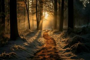 el bosque sendero en inviernos luz de sol revela un tranquilo belleza ai generado foto