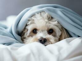 Mischievous dog peeking out from a cozy blanket fort AI Generative photo