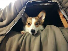 Mischievous dog peeking out from a cozy blanket fort AI Generative photo