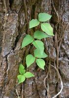 Poison Ivy Growing up the Bark of a Tree photo