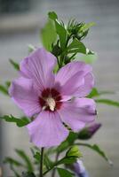 Beautiful Multi Colored Rose of Sharon in Bloom photo