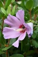 Pink Flowering Rose of Sharon with a Bee photo