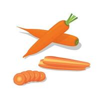 Set of carrot illustration flat vector on white background. Whole carrots, carrot slices. Root vegetables. Hand drawn. Cartoon style.