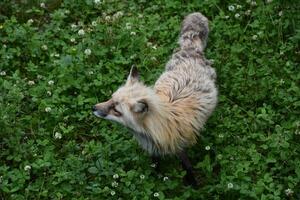 Fluffy True Fox in Clover and Weeds photo