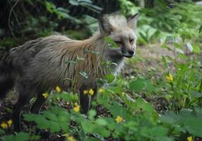 Looking into the Sweet Face of a Red Fox photo