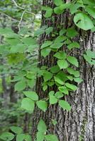 Poison Ivy Foliage on a Tree in the Summer photo