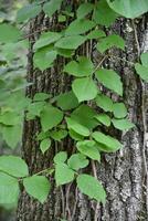 Climbing Poison Ivy Vines Going up a Tree photo