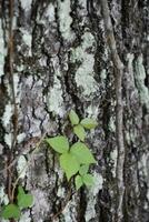 Tree Bark with Poison Ivy Leaves Woven in the Bark photo