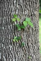 Poison Ivy Leaves of Three Creeping up a Tree photo