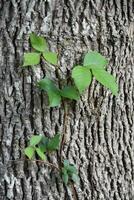 Toxic Poison Ivy Climbing up a Tree photo