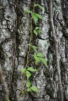 venenoso hiedra vino alpinismo arriba un árbol foto