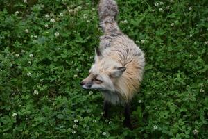 Playful Red Fox in Green Clover and Weeds photo