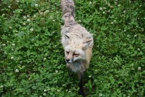 Looking Down at a Curious Red Fox photo