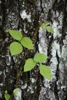 Woodland Poison Ivy on the Trunk of a Tree photo