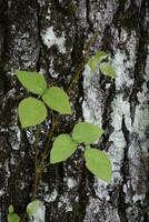 Poison Ivy Vine Climbing Up a Tree photo