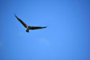 altísimo águila pescadora con alas extendido en vuelo foto